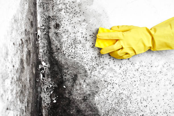 Best Residential Mold Inspection & Testing  in Deep River Center, CT