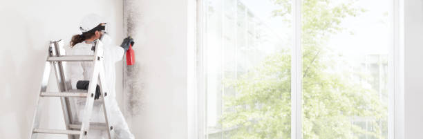 Professional Mold Removal in Deep River Center, CT